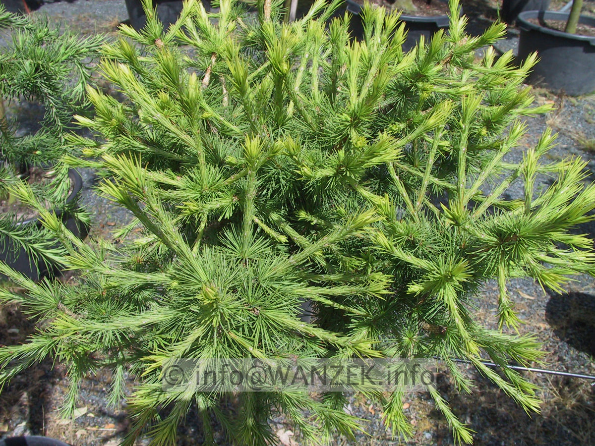 Larix decidua Globus 02.JPG